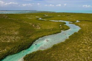 2 Hours Clear Kayaking Activity on Mangrove Cay - The 2-Hour Paddle: What the Time Feels Like on the Water