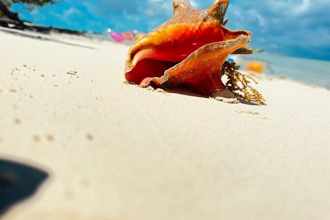 4HR Private Half-day Boat in Gracebay - Snorkeling gear plus reefs: what you might see in Turks and Caicos waters