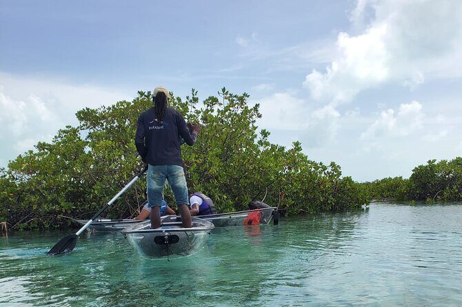 Clear Kayak Mangrove Eco Tour - Half Moon Bay Paddle: Red Mangrove Estuaries Up Close