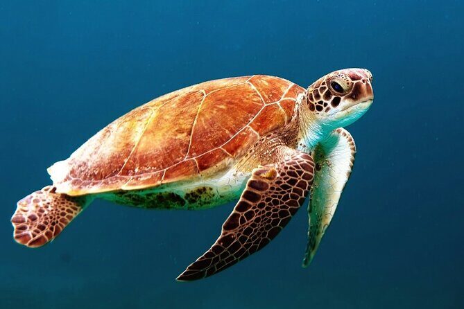 Clear Kayak Tour in Turks & Caicos Islands - Stop 2: Grace Bay Views and the Second Chance to Spot Sea Life