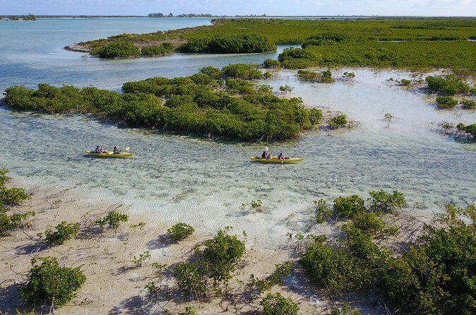 Kayak Eco Tour - The full four-hour experience: canal kayaking, habitat lessons, then a beach swim