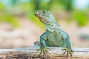 Mangrove Cay and Iguana Island Tours - Stop 1: Little Water Cay for Rock Iguanas and the Crystal-Beach Break