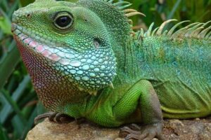 Mangrove Cay And Iguana Island Venture In Turks And Caicos Island - Leeward Beach Start: Getting Oriented in the Local Ecology