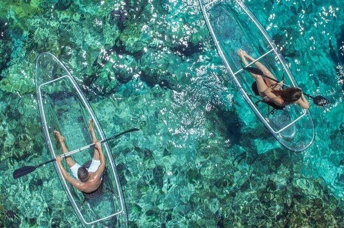 Mangrove Cay Tour - Jellyfish and conch are only half the story