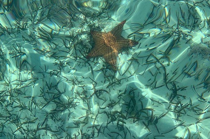 Mangrove Clear Kayak Tour - Mangrove Cay Stop: Why This 1 Hour 15 Minutes Matters