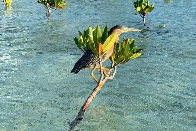Mangrove Clear Kayak Tour - Mosquitoes and Weather: The Two Things That Can Make or Break Your Day