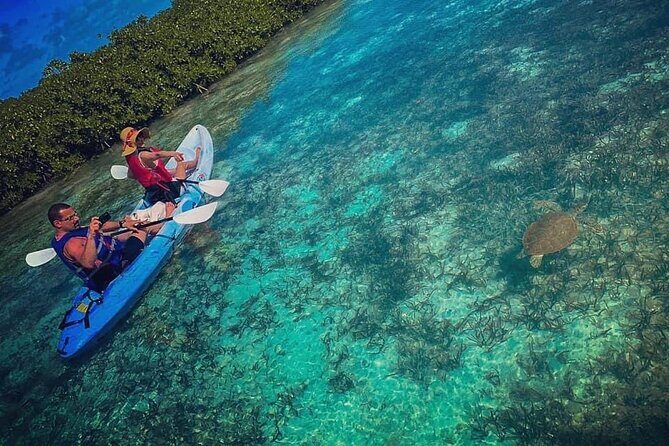 Mangrove & iguana Tour - Key highlights you’ll feel on the water