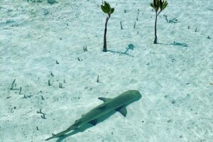 Mangroves Stand-Up Paddleboard Tour - What Happens Once You’re on Your Paddleboard