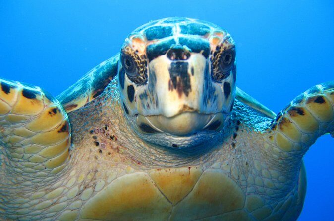 Snorkel Eco Tour - How the crew changes your snorkeling: in-water spotting and calm instruction
